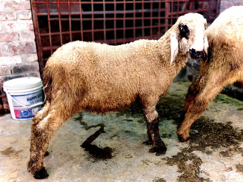 Female Kajli and Mundra kajla Cross Gota — photo 2