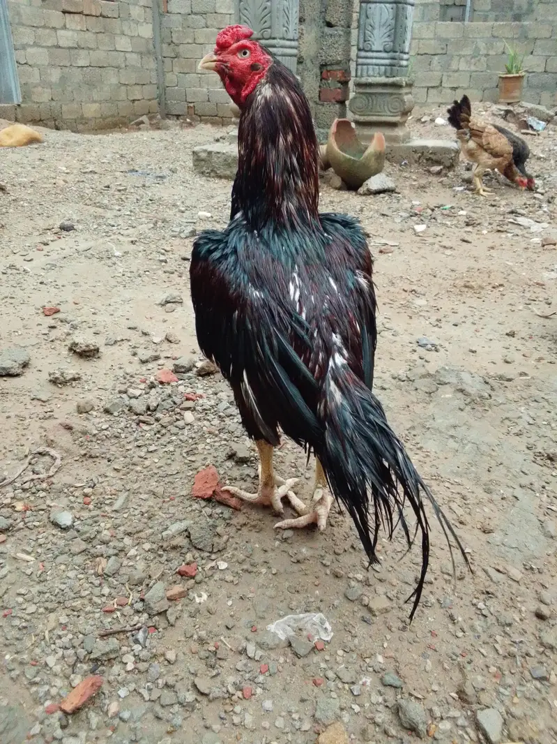 aseel pairs wight nok nali — photo 2