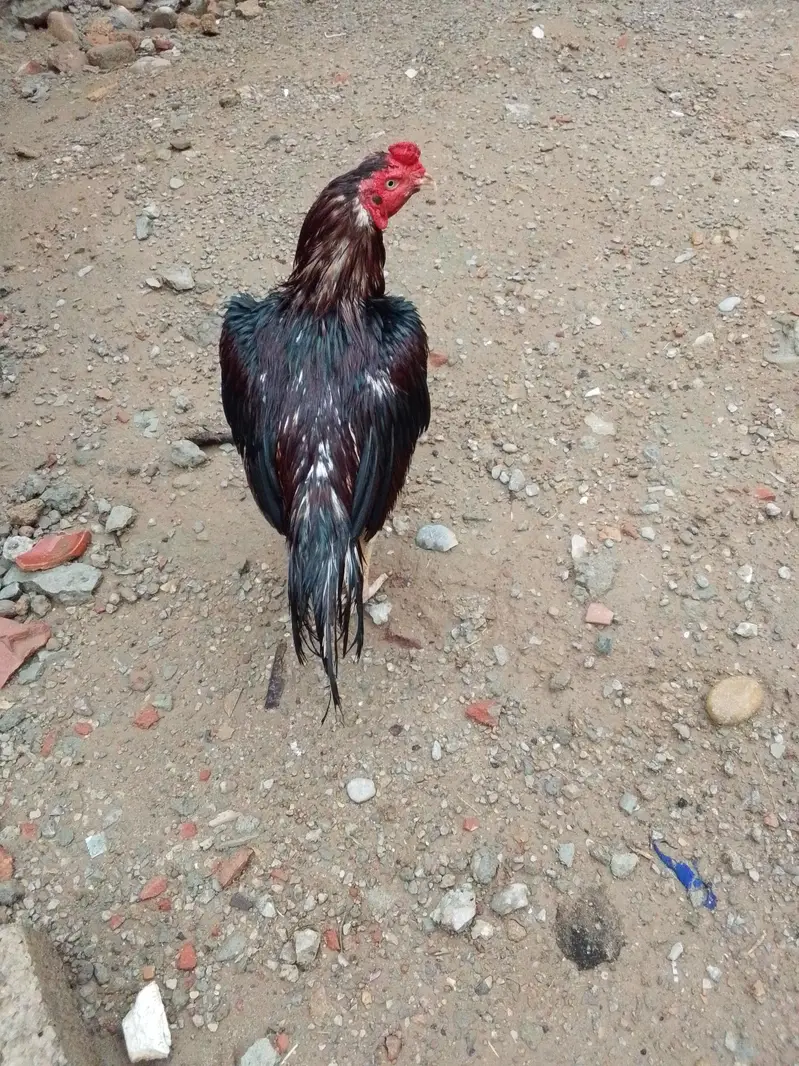 aseel pairs wight nok nali — photo 3