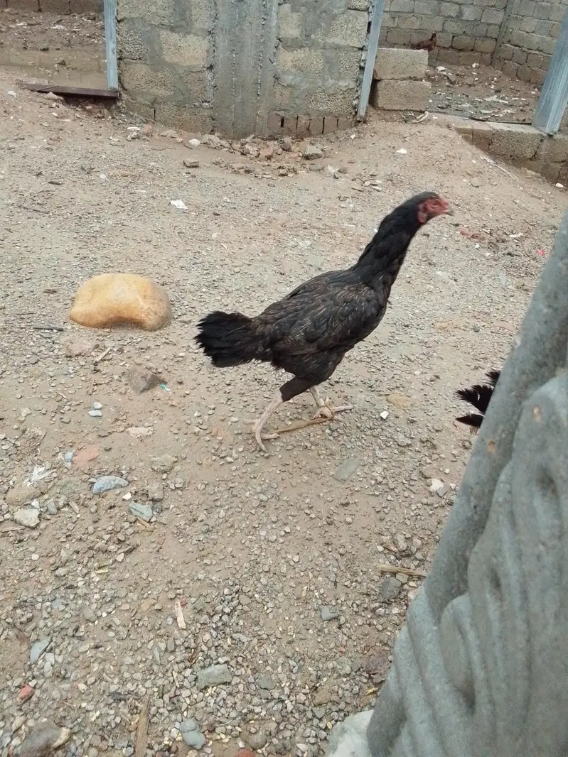 aseel pairs wight nok nali — photo 4
