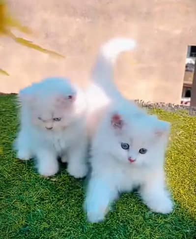 Persian kitten