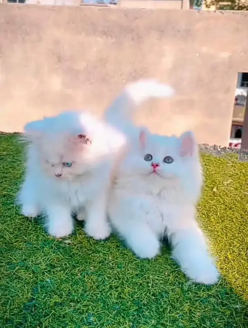 Persian kitten — photo 2