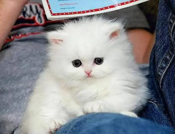 Persian kitten — photo 3