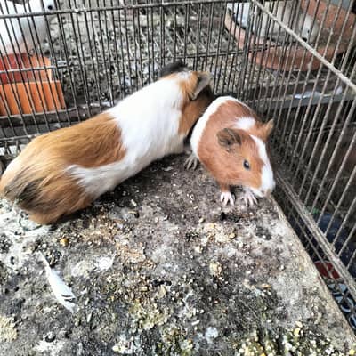 Guinea Pigs Pairs