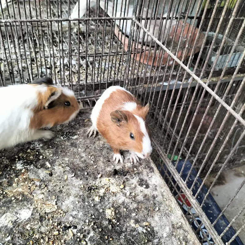 Guinea Pigs Pairs — photo 2