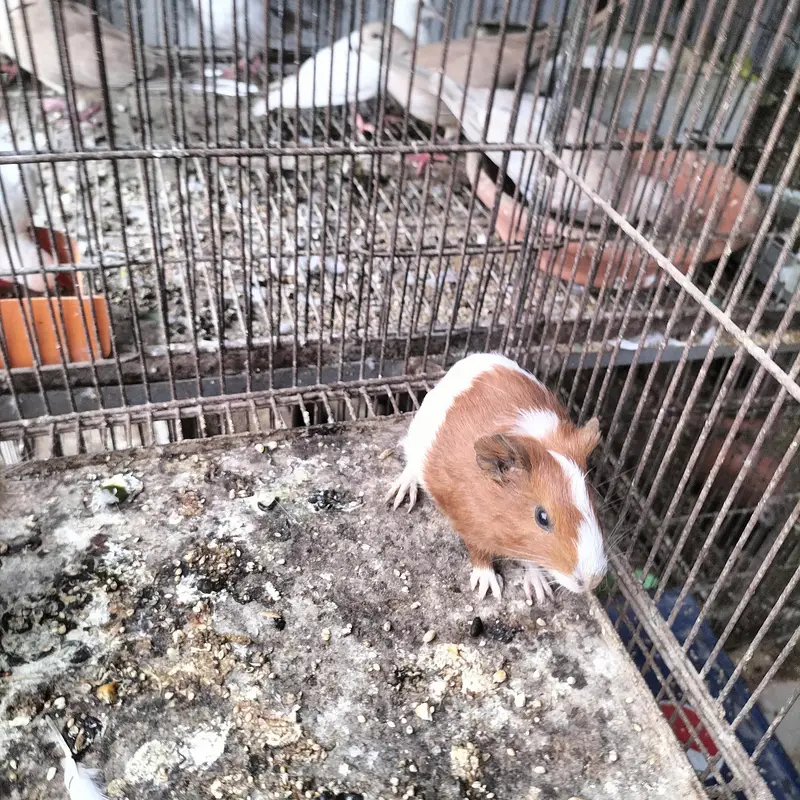 Guinea Pigs Pairs — photo 3