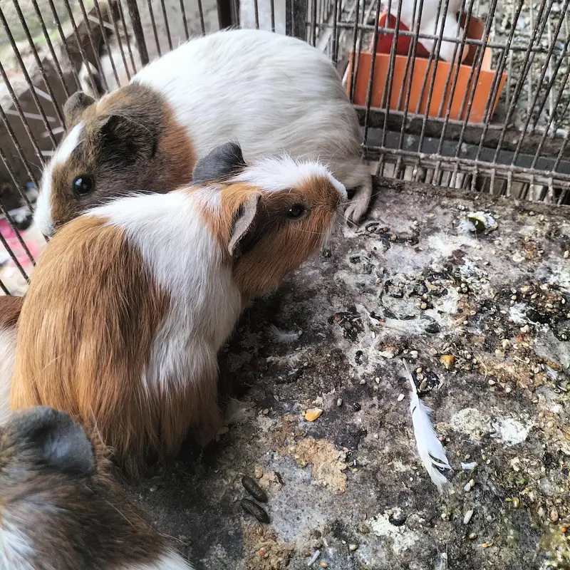 Guinea Pigs Pairs — photo 4