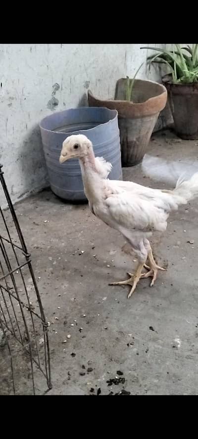 White German Shamo 2 Chicks For Sale