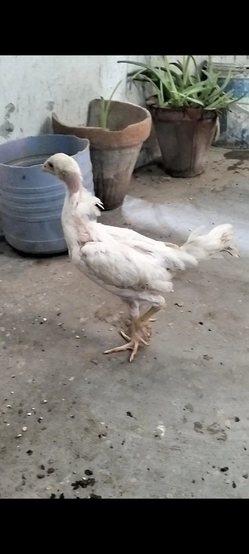 White German Shamo 2 Chicks For Sale — photo 2