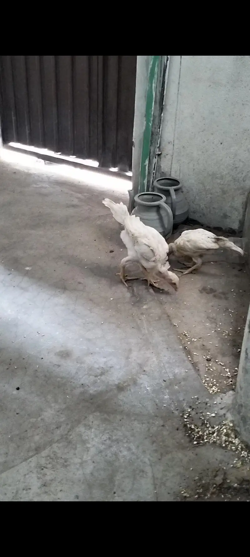 White German Shamo 2 Chicks For Sale — photo 3
