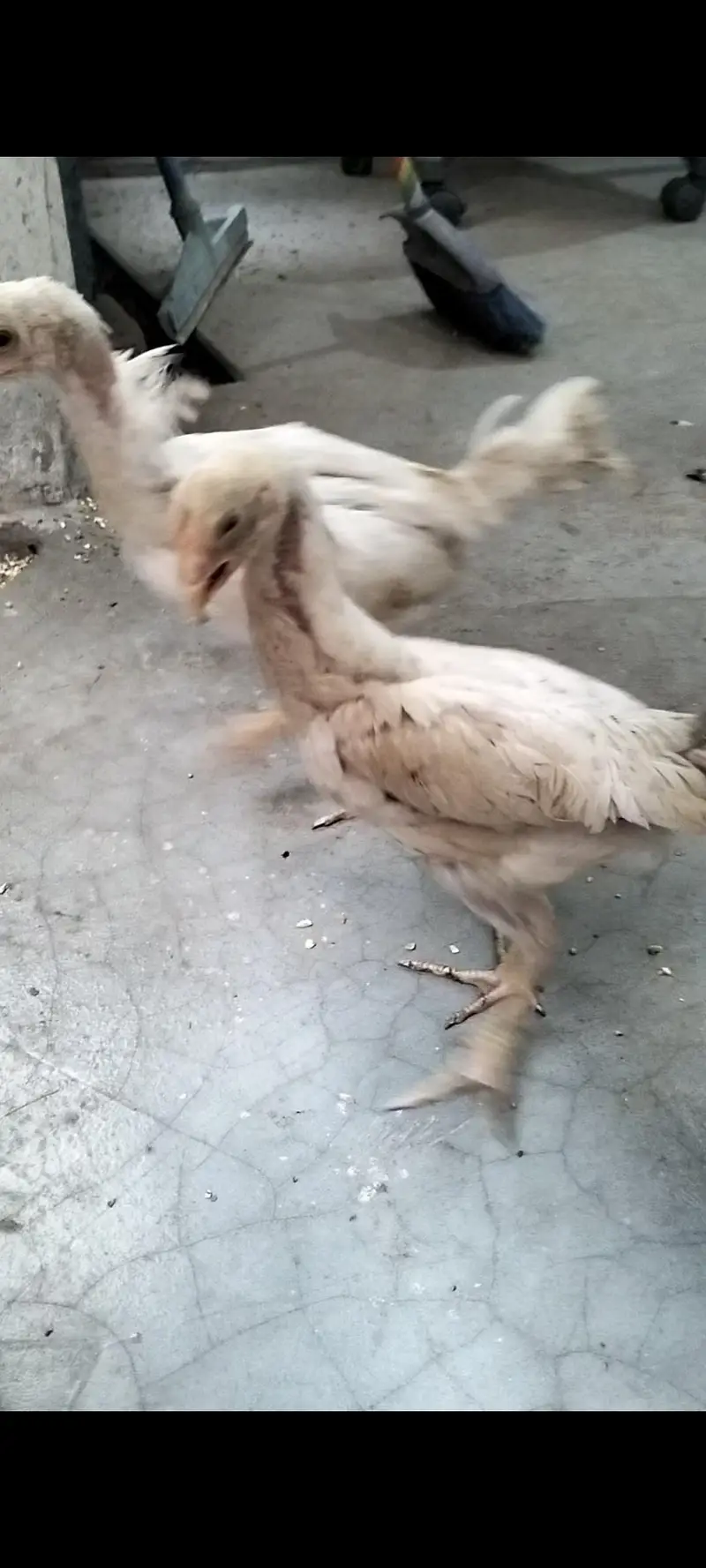 White German Shamo 2 Chicks For Sale — photo 4