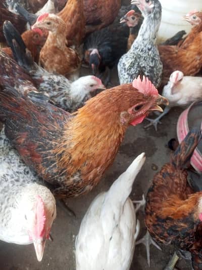 golden pathy for sale