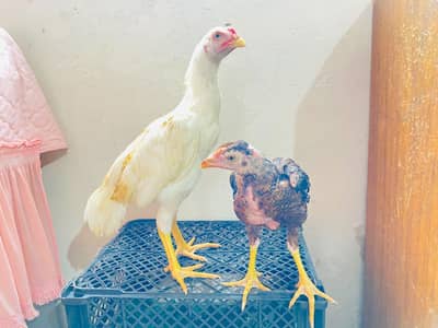 aseel  pair
