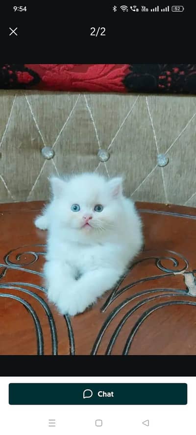 persian cat my WhatsApp number0348*67*43*736*