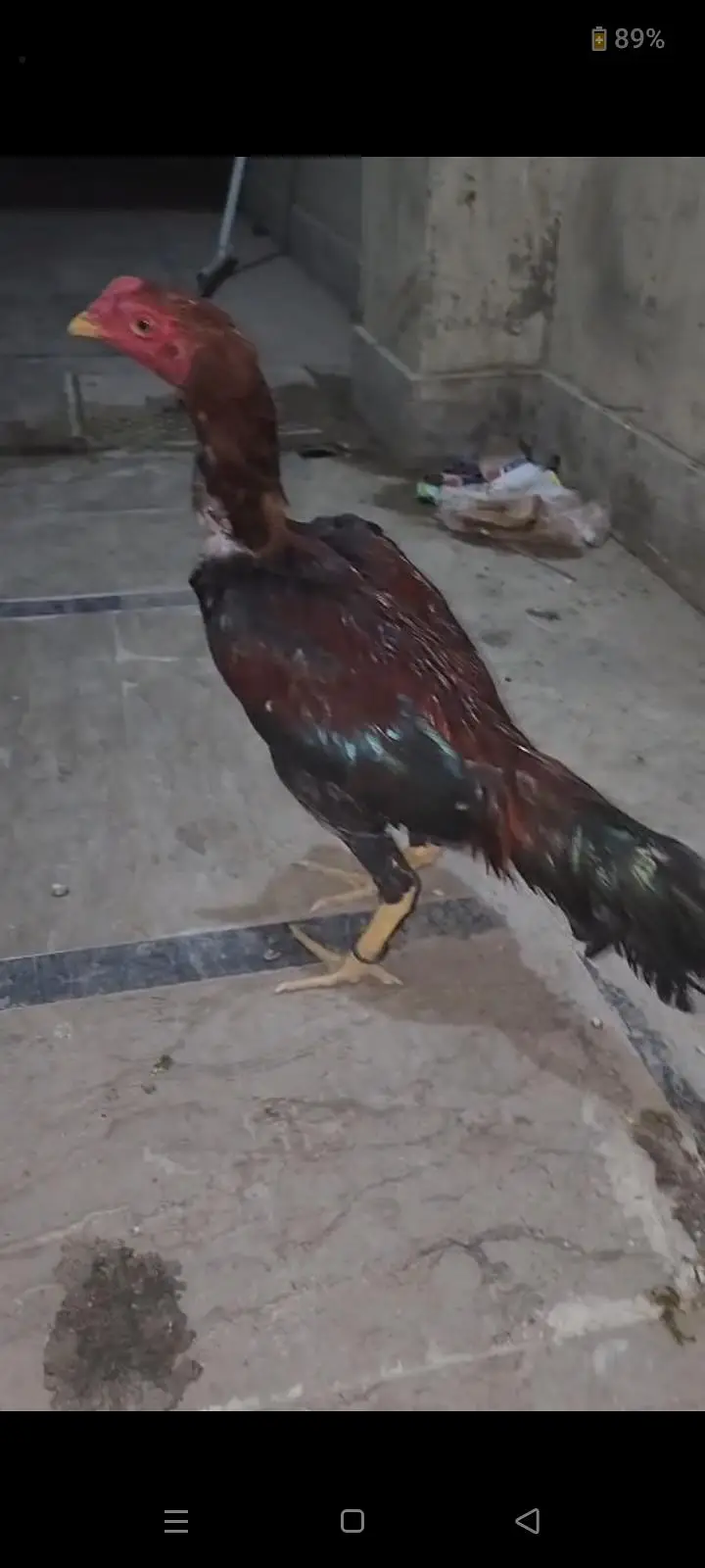 Lakha aseel male pair — photo 2