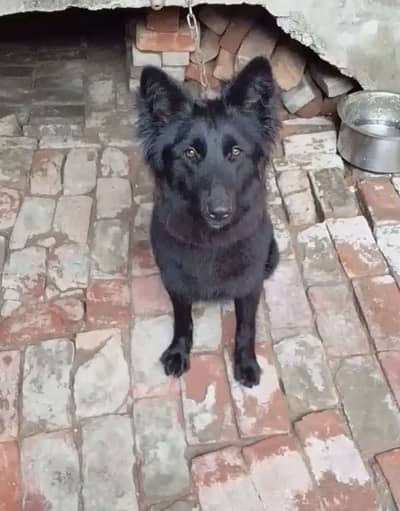 Black German shephard long Coat Female for sale