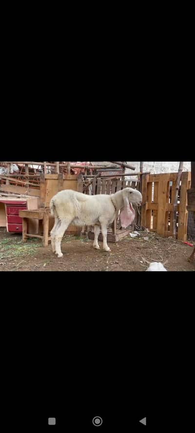 kajli dumbi / gulabi bakri / faislabadi bakri