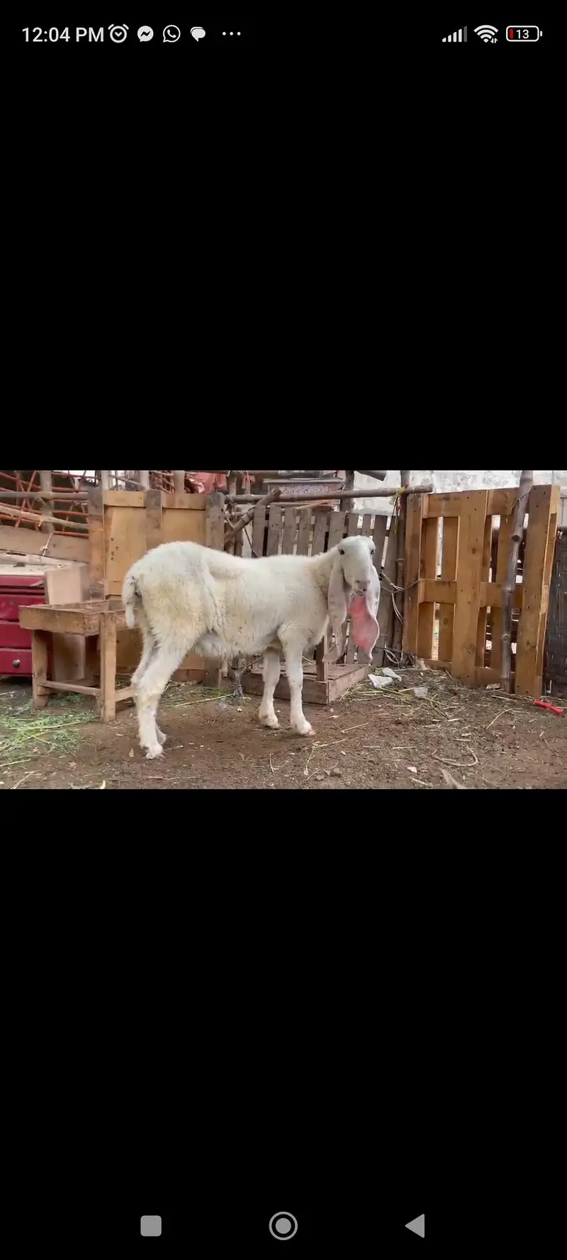 kajli dumbi / gulabi bakri / faislabadi bakri — photo 2