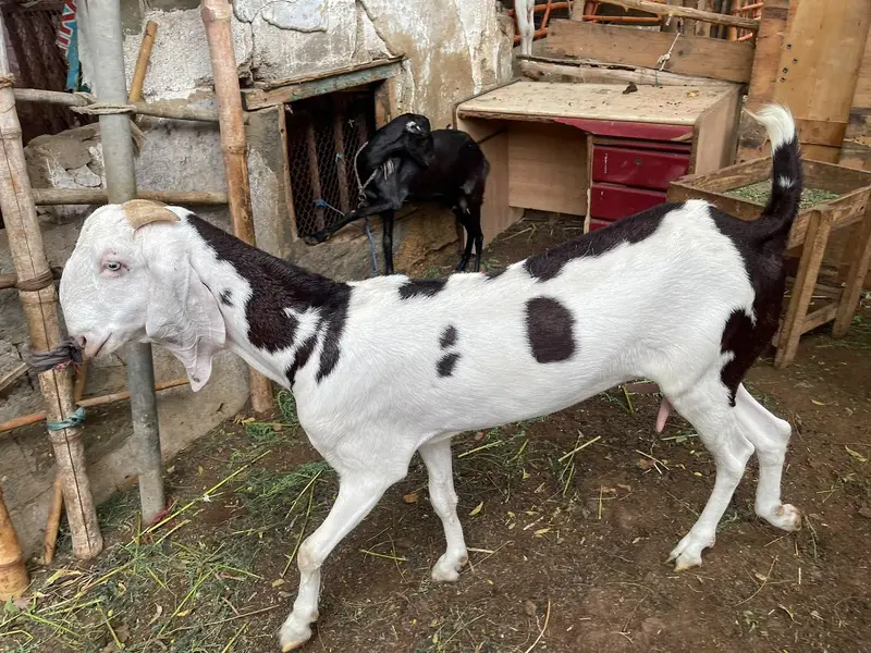 kajli dumbi / gulabi bakri / faislabadi bakri — photo 3
