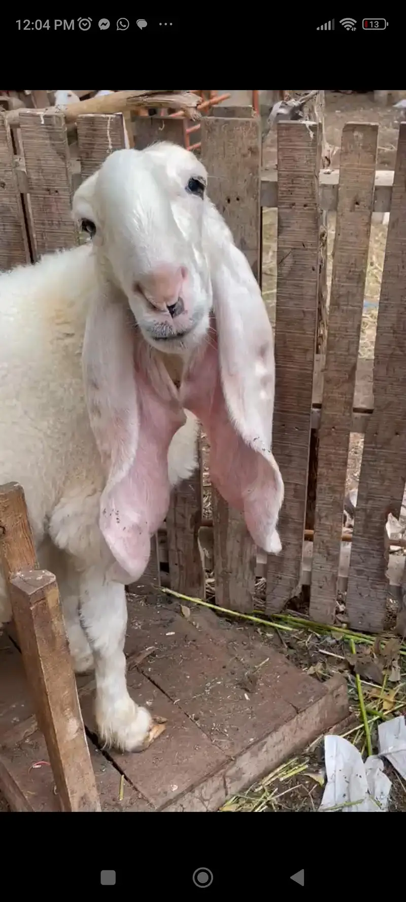 kajli dumbi / gulabi bakri / faislabadi bakri — photo 4