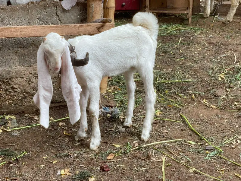kajli dumbi / gulabi bakri / faislabadi bakri — photo 5