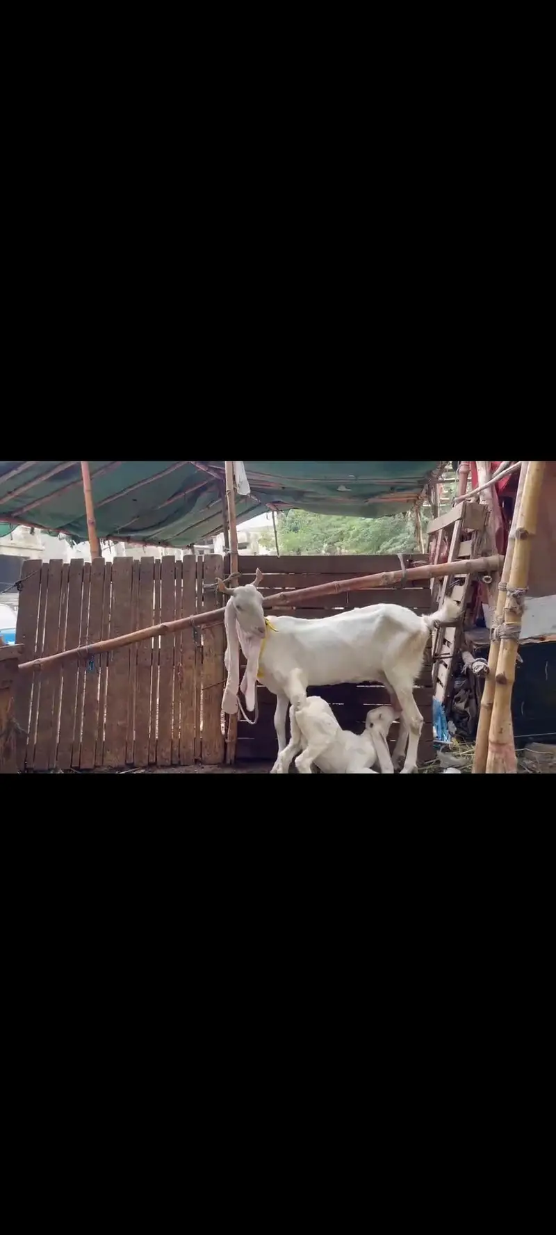 kajli dumbi / gulabi bakri / faislabadi bakri — photo 6