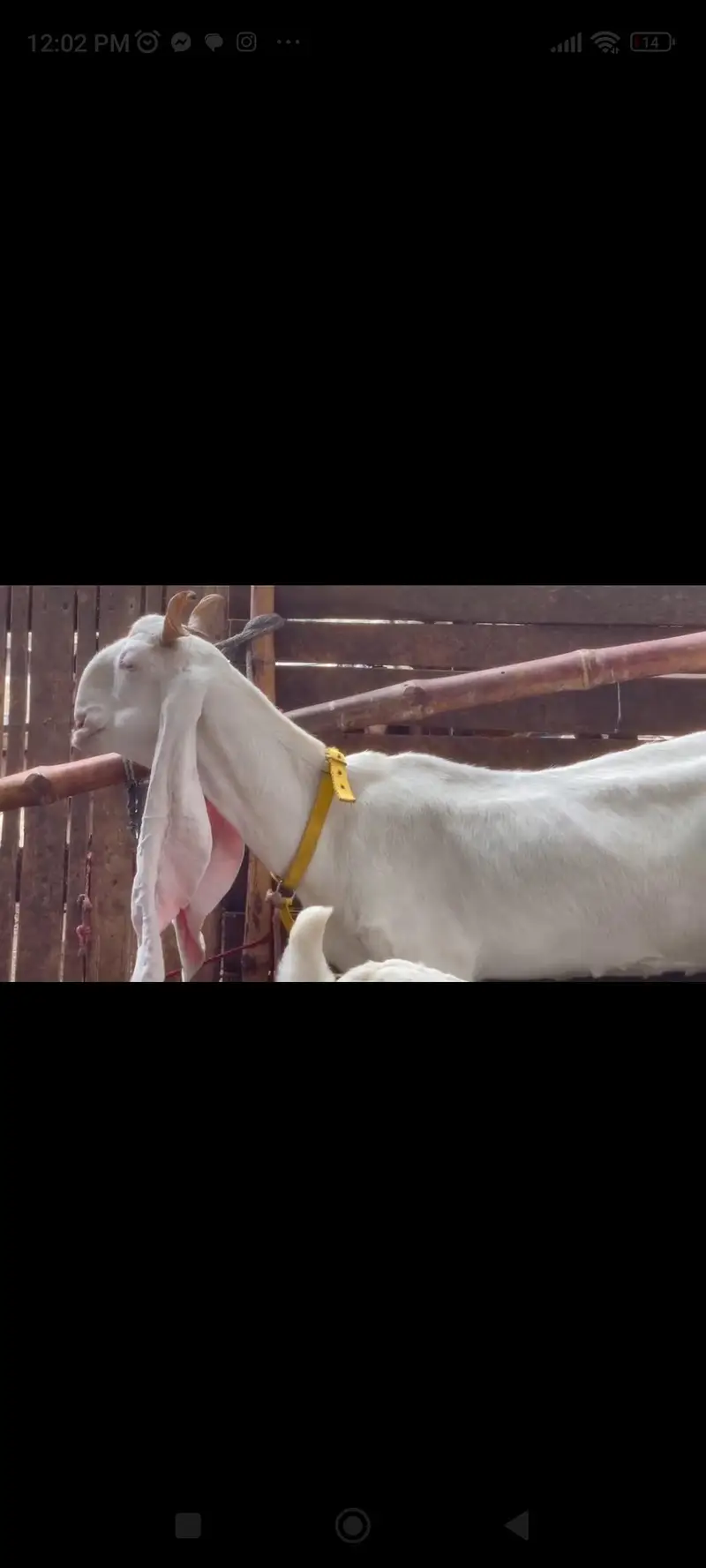 kajli dumbi / gulabi bakri / faislabadi bakri — photo 7