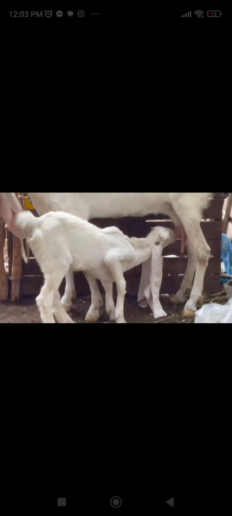 kajli dumbi / gulabi bakri / faislabadi bakri — photo 8