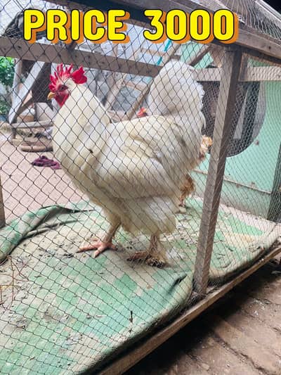 GOLDEN BUFF AND WHITE ASLI MORGA 