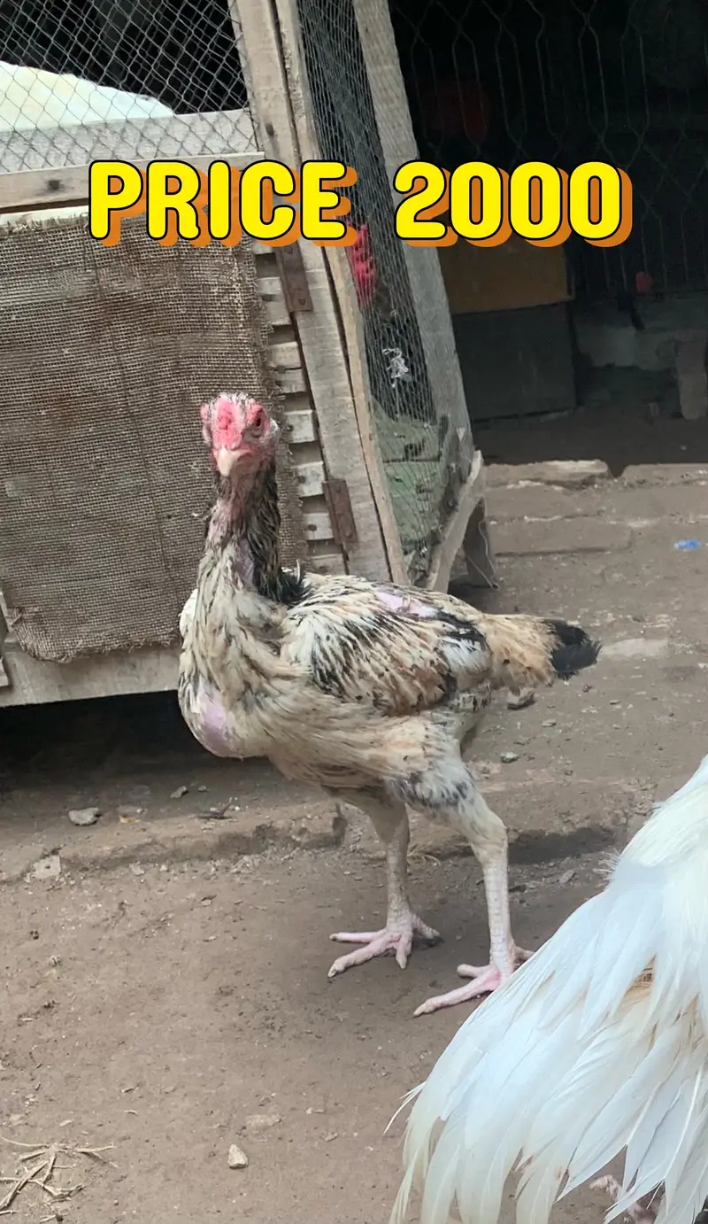 GOLDEN BUFF AND WHITE ASLI MORGA  — photo 2