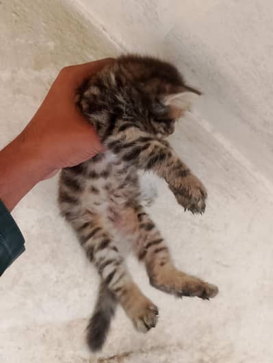 Black and white cross persian