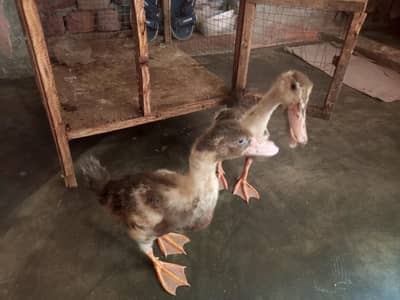 Ducks 2 Pair