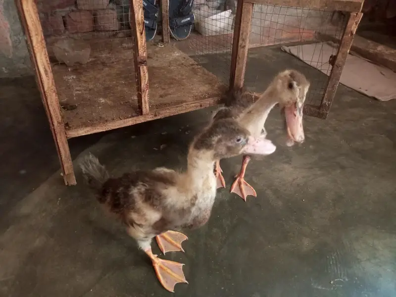 Ducks 2 Pair