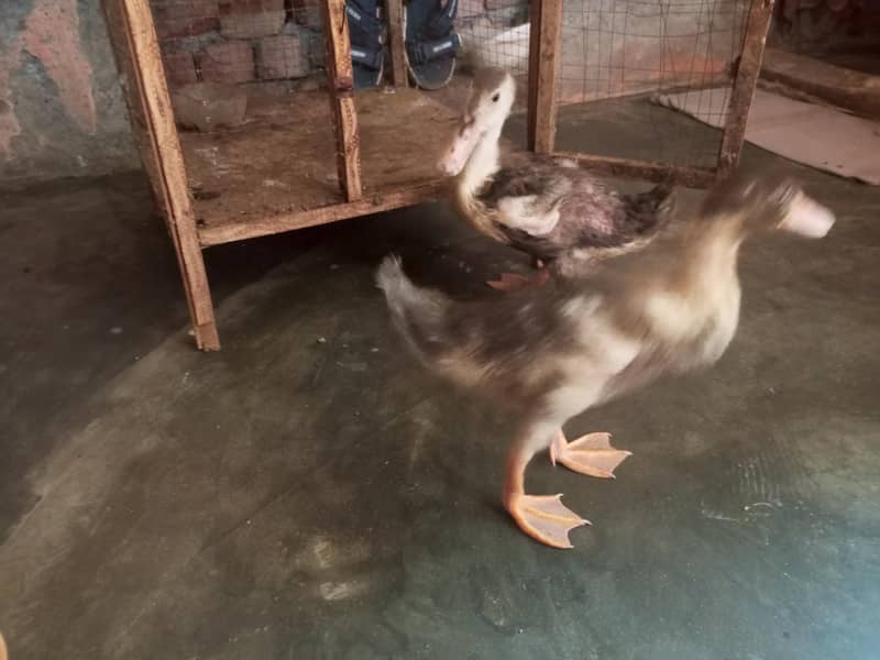 Ducks 2 Pair 1