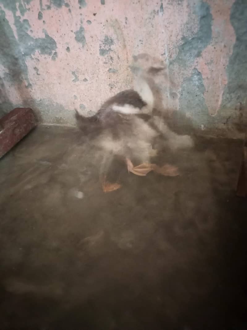 Ducks 2 Pair 2