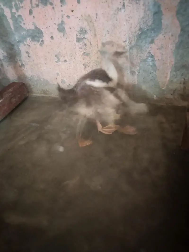 Ducks 2 Pair — photo 3
