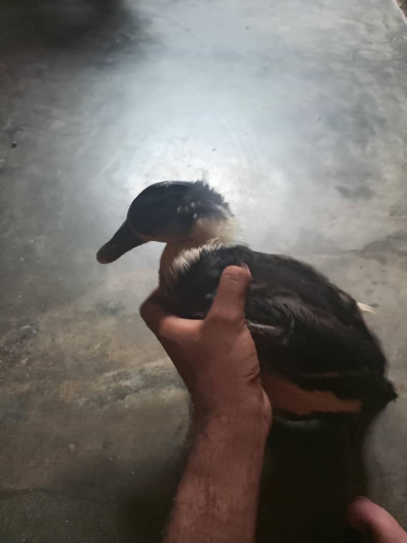 Ducks 2 Pair 3