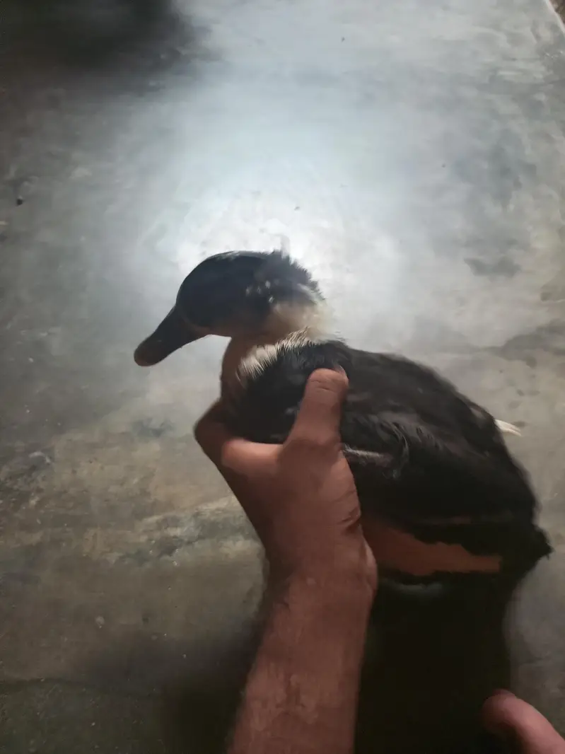 Ducks 2 Pair — photo 4