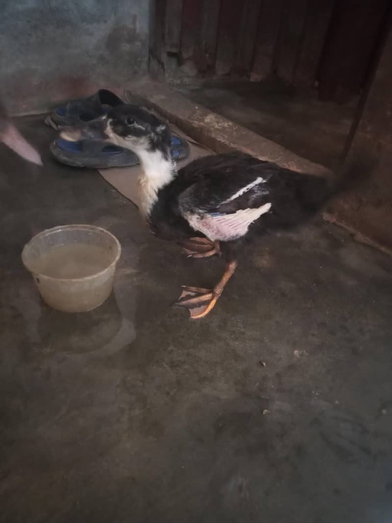 Ducks 2 Pair 4