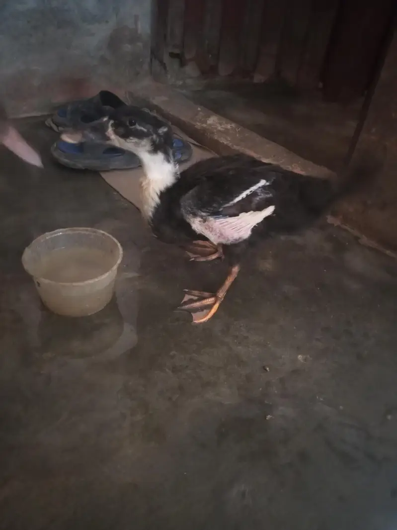 Ducks 2 Pair — photo 5