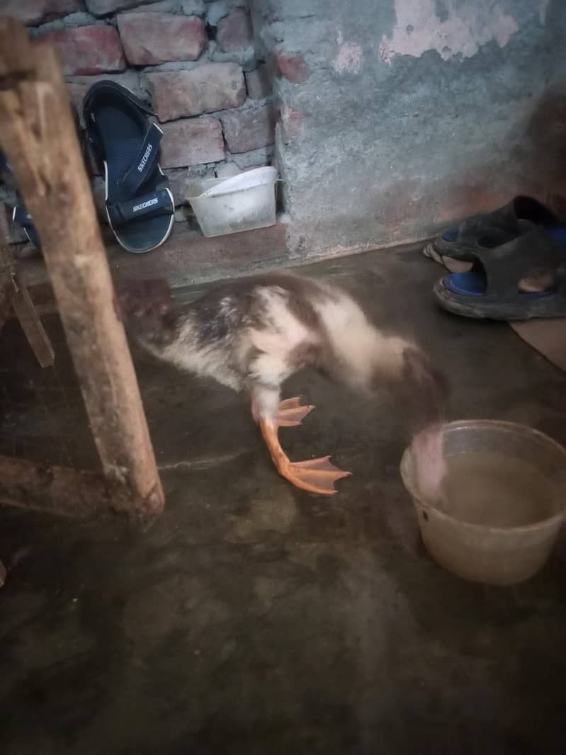 Ducks 2 Pair 5
