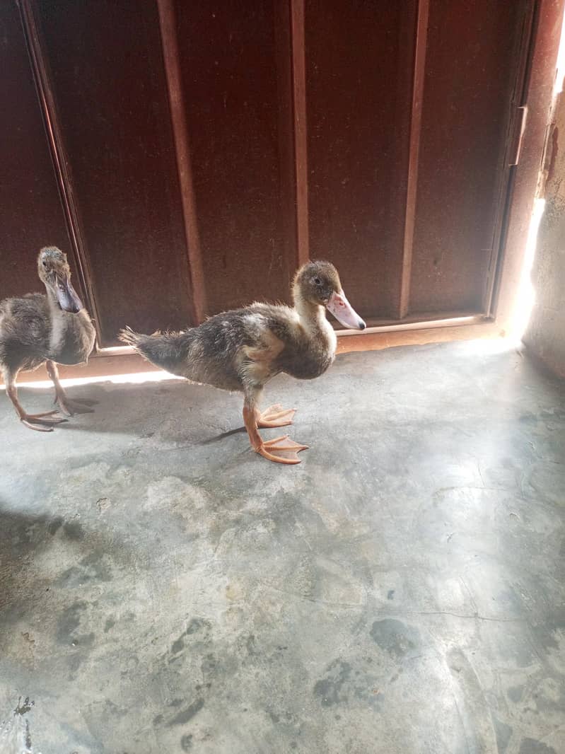 Ducks 2 Pair 6