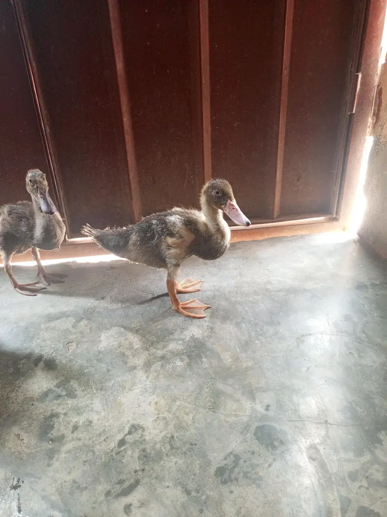 Ducks 2 Pair — photo 7