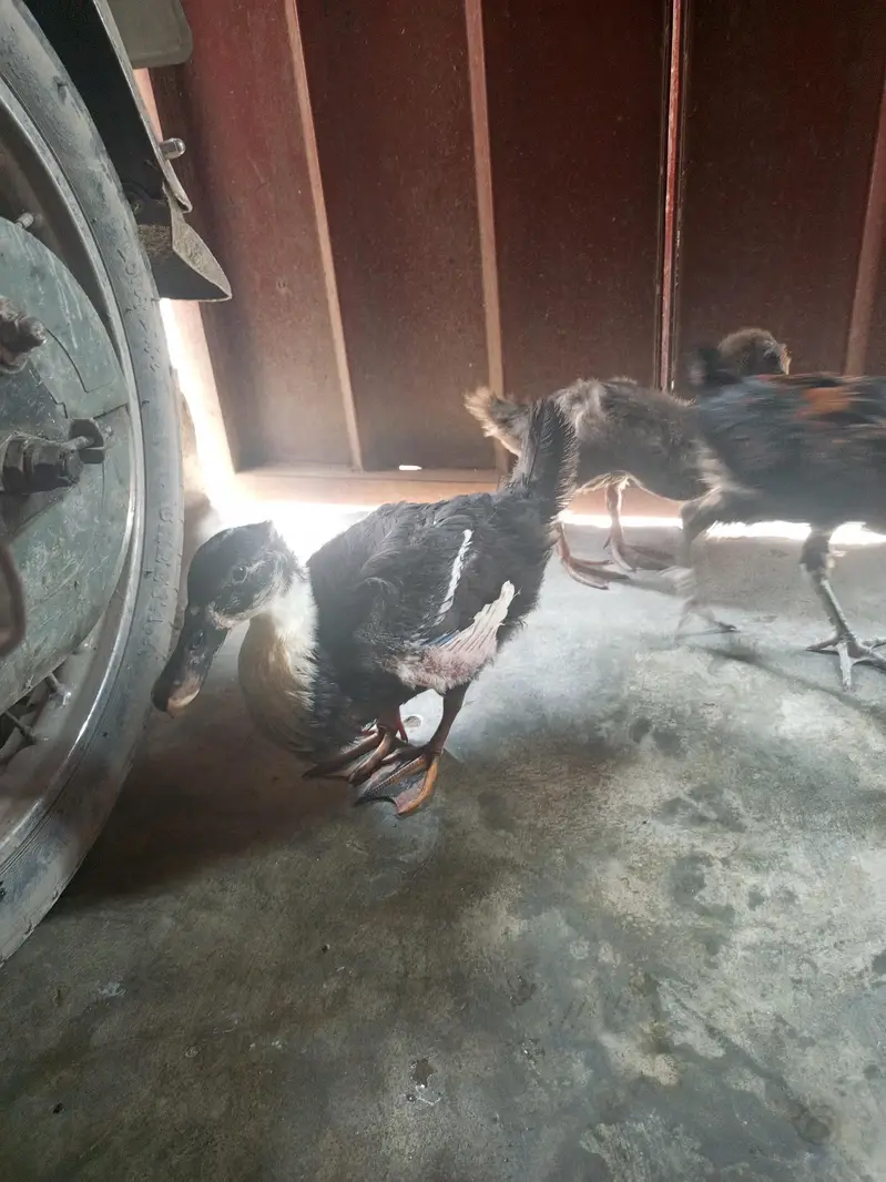 Ducks 2 Pair — photo 9