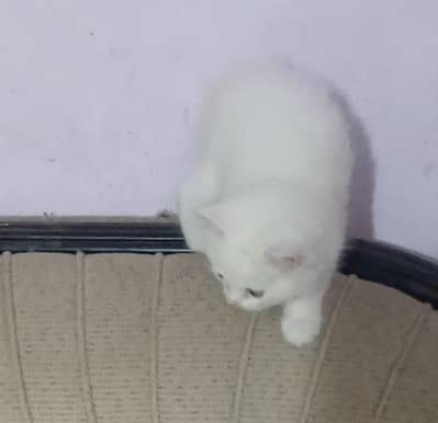 1 momth 20 days Persian male kitten 12k price