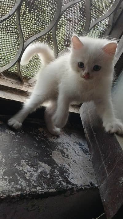 1 momth 20 days Persian male kitten 12k price