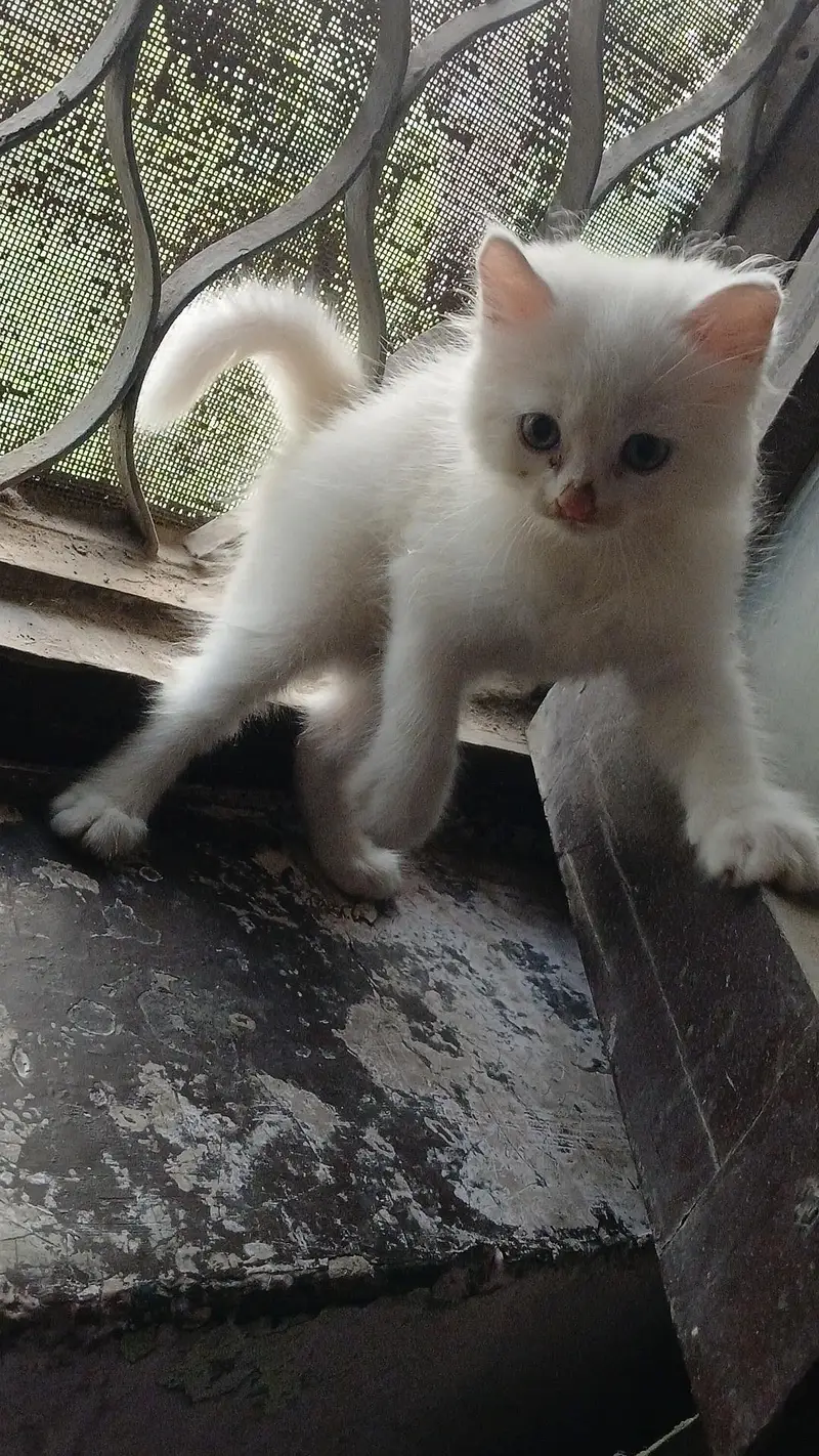 1 momth 20 days Persian male kitten 12k price — photo 2