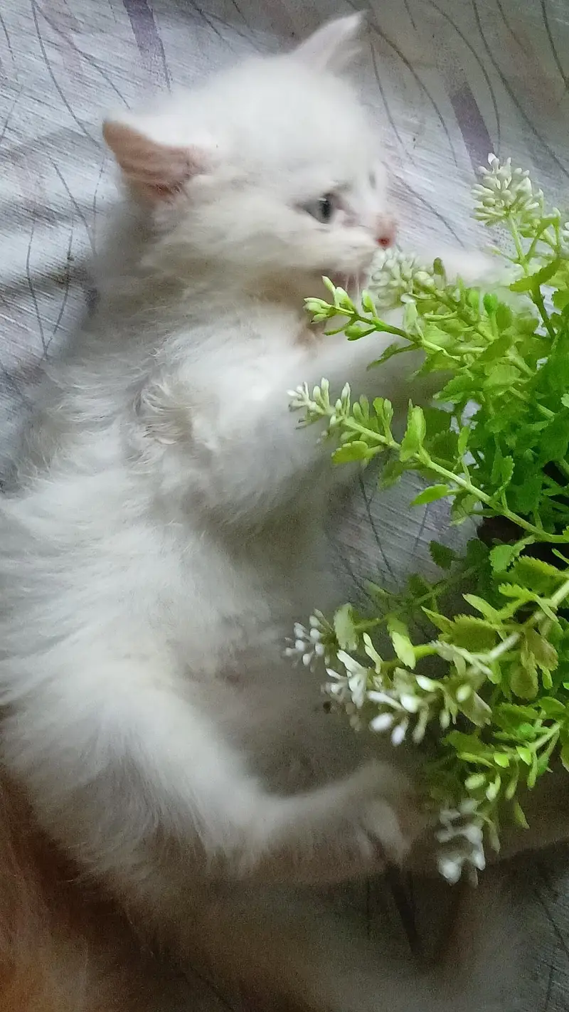 1 momth 20 days Persian male kitten 12k price — photo 3