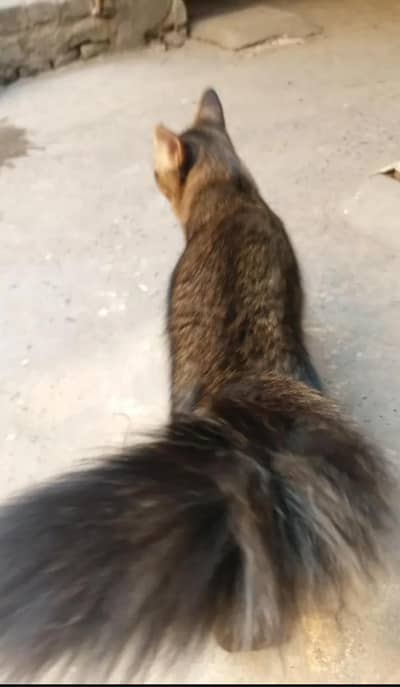 Mano Cat