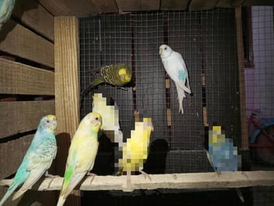 1 Rainbow Pair Or 2 Male's For Sale